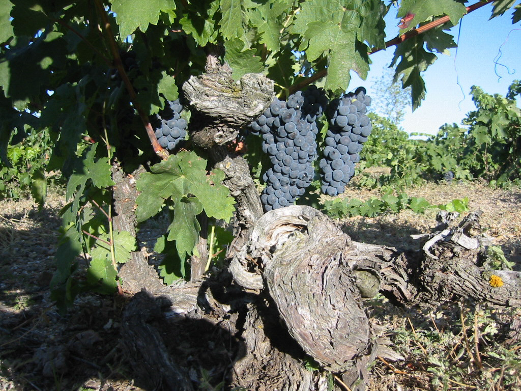 1205_0.jpg EL MOSAICO DE BACO