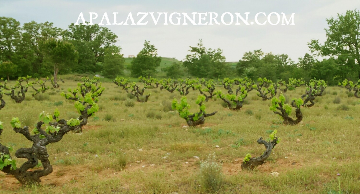 1465162042815.jpg APALAZ