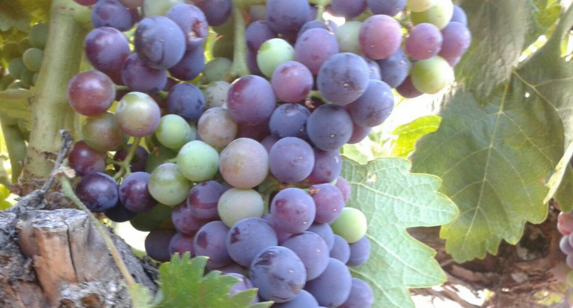 1465162831649.jpg APALAZ