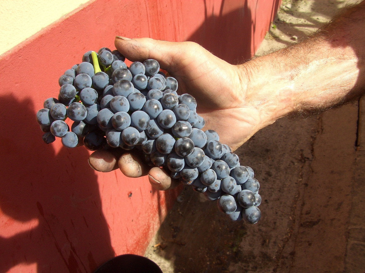 19_tempranillo_centenario_-_copia_0.jpg AVELINO VEGAS