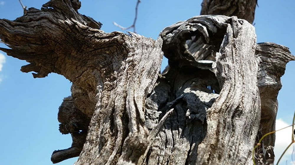 Bodegas DE BLAS SERRANO