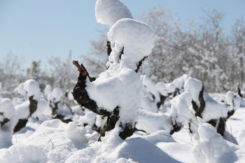 dr_-_vineyard_-_snow_-_l.jpg BODEGAS BAJO DURATÓN