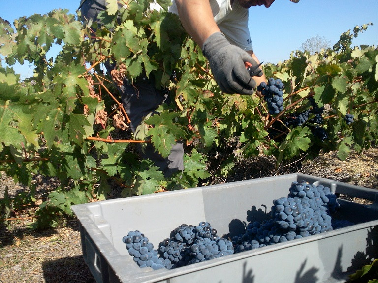 foto1747_0.jpg EL MOSAICO DE BACO