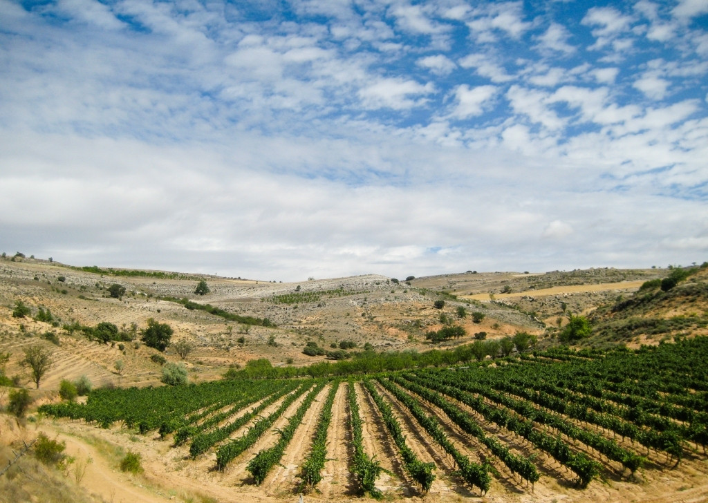 milenico-do_ribera_del_duero-10-photo-7_julio_2-_valdepila-img_3832.jpg BODEGA MILENICO