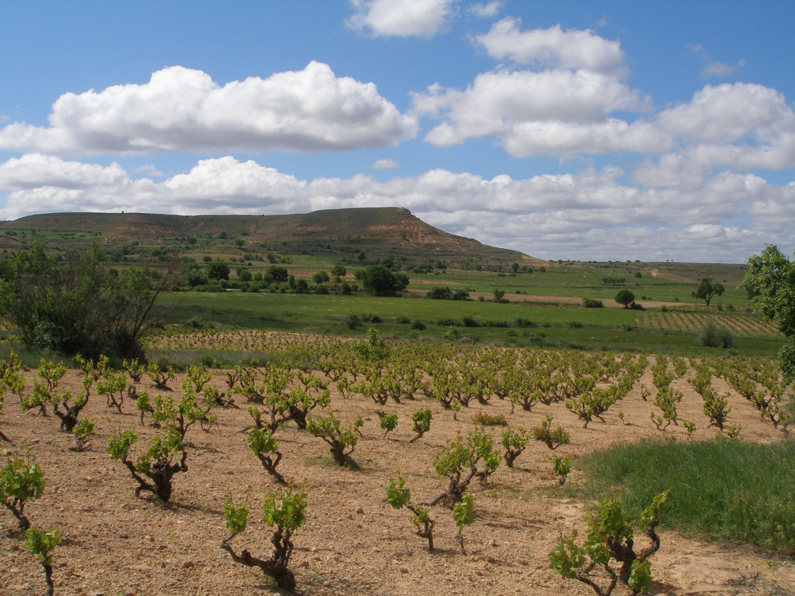 vinas6_1.jpg RUDELES