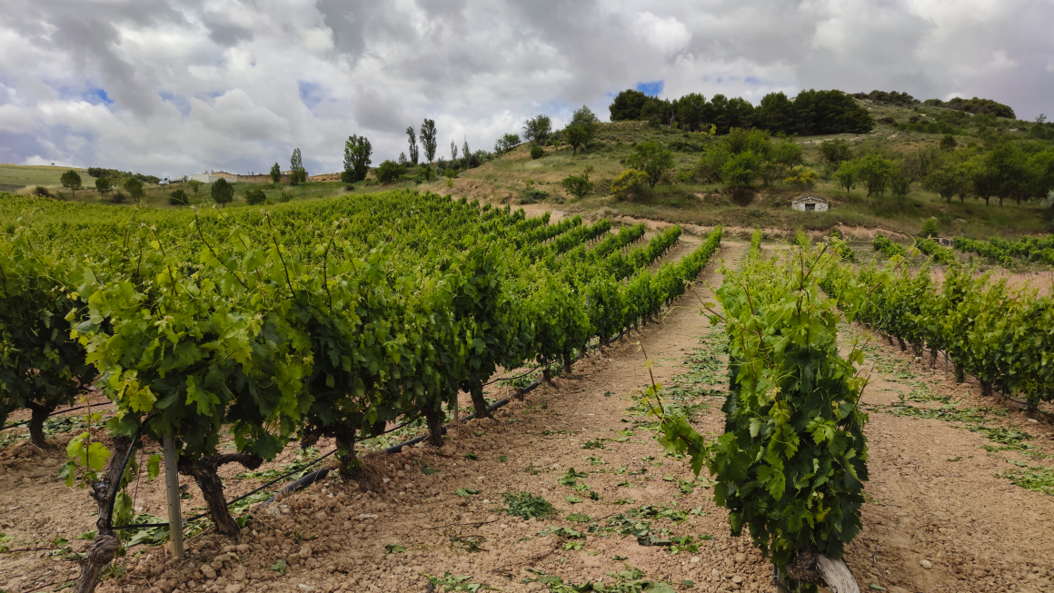 Convento Oreja viñedo