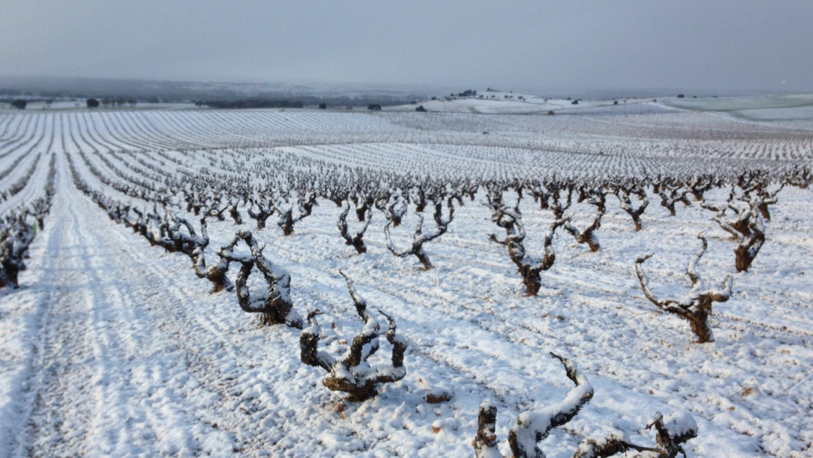 IMG-20180320-WA0003_0.jpg Nieve en los viñedos de Bodegas LA HORRA