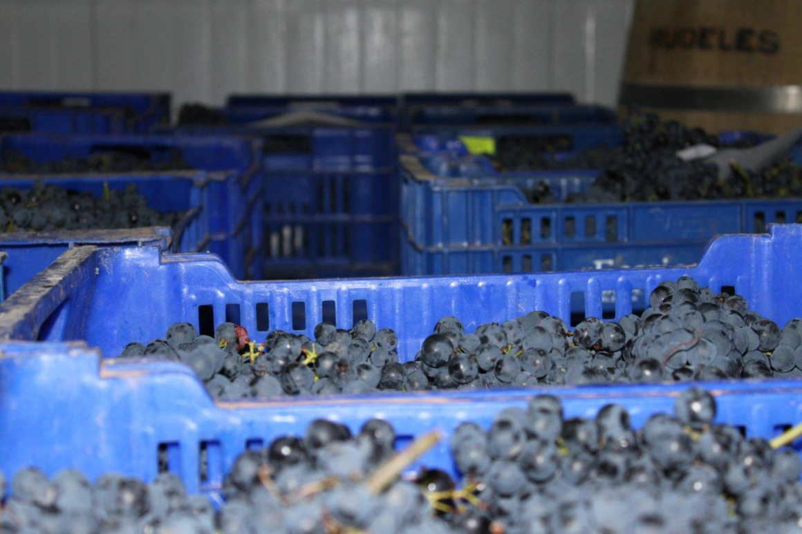 Vendimias11_0102.jpg Recogida manual en cajas