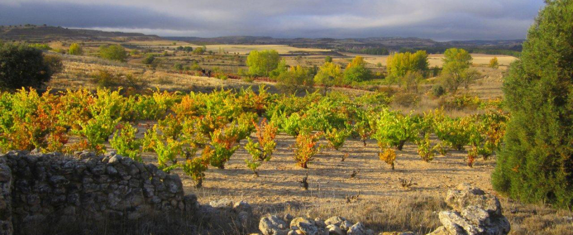 Vendimias2cp_0017.jpg Los Arenales - Peñalba de San Esteban