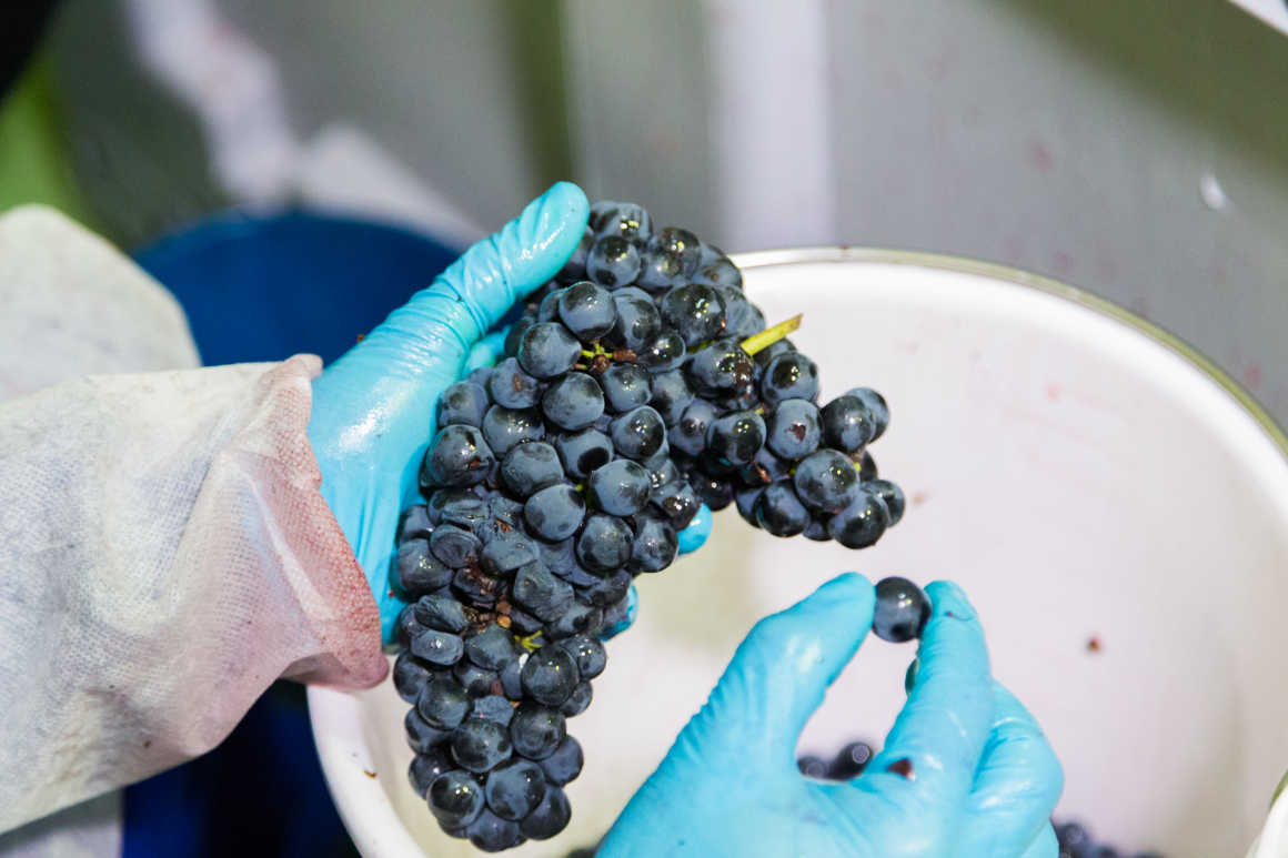 Desgranado manual vino 12 Linajes