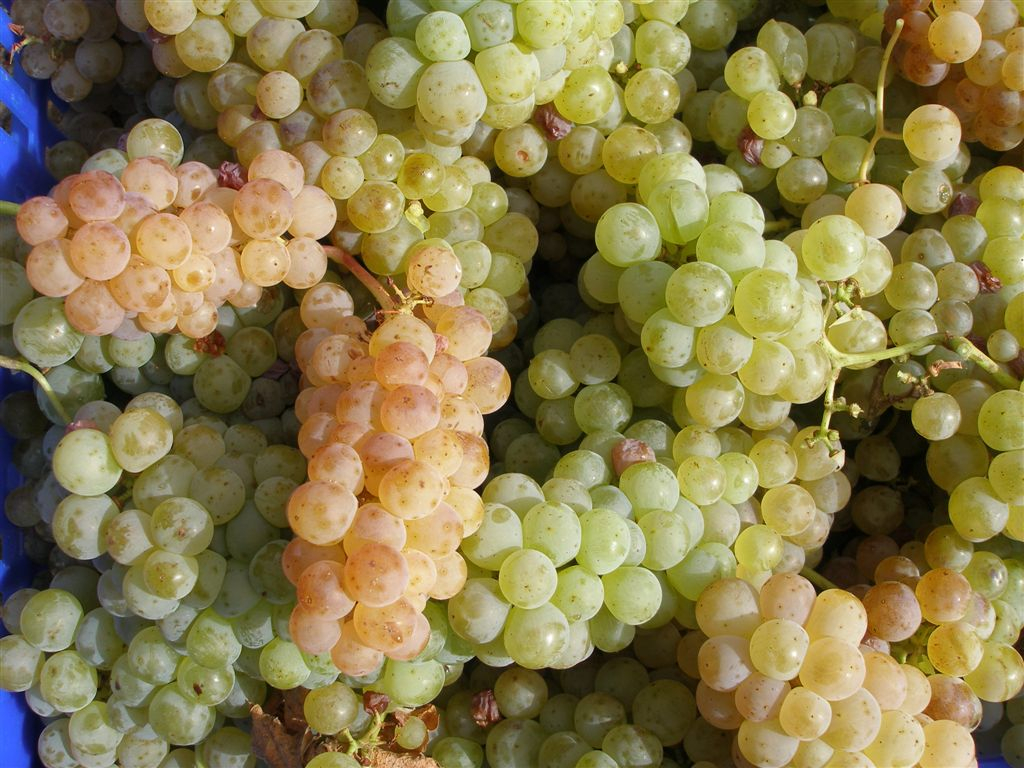 foto nueva web2.jpg Albillo Mayor Centenario - Peñalba de San Esteban