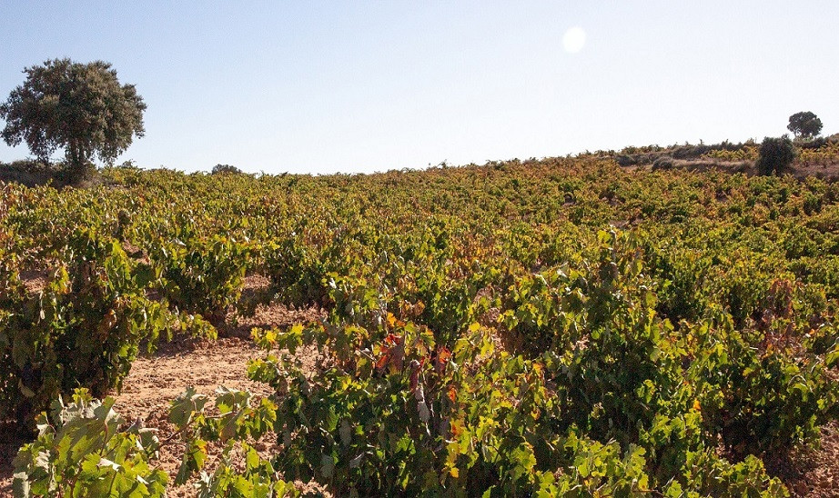 3 Ferratus_PAGO Santa Cruz.jpg La bodega es propietaria de tres hectáreas de viñas en vaso en el Pago de Santa Cruz, protegidas de forma natural contra la climatología adversa, a una altitud de unos 860 metros que son un tesoro vitícola, la mejor garantía para obtener la calidad que FERRATUS Sensaciones exige