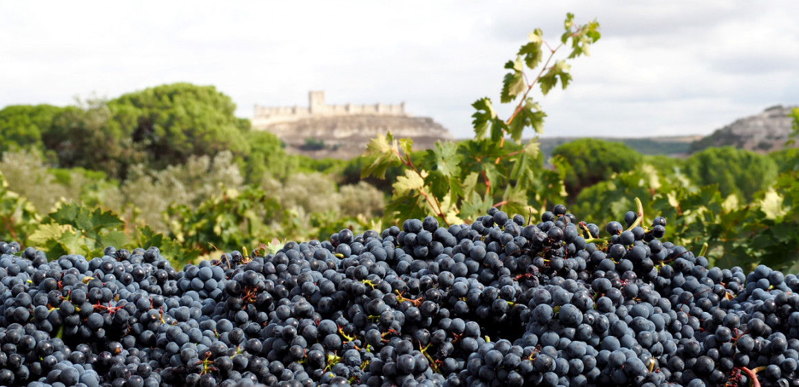 Viñedo_Peñafiel