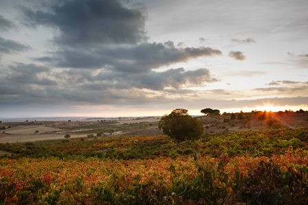 Viñedo Bodegas Viña Mayor, D.O. Ribera del Duero