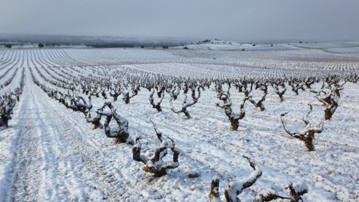Nieve en los viñedos de Bodegas LA HORRA