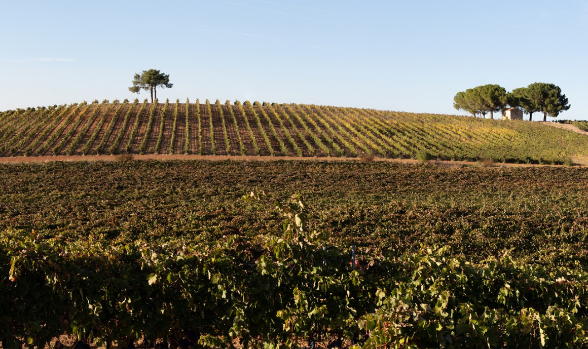 El viñedo de San Juan del Monte, diecisiete hectáreas, de 25 años, a casi 900 metros de altitud, es elemento de orgullo y garantía de calidad para los vinos de nuestra bodega