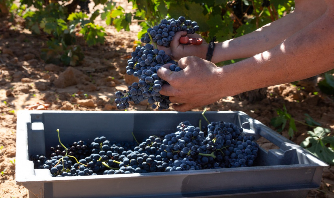 La Tempranillo o Tinta Fina es la variedad autóctona de las tierras ribereñas, y única variedad de los vinos FERRATUS