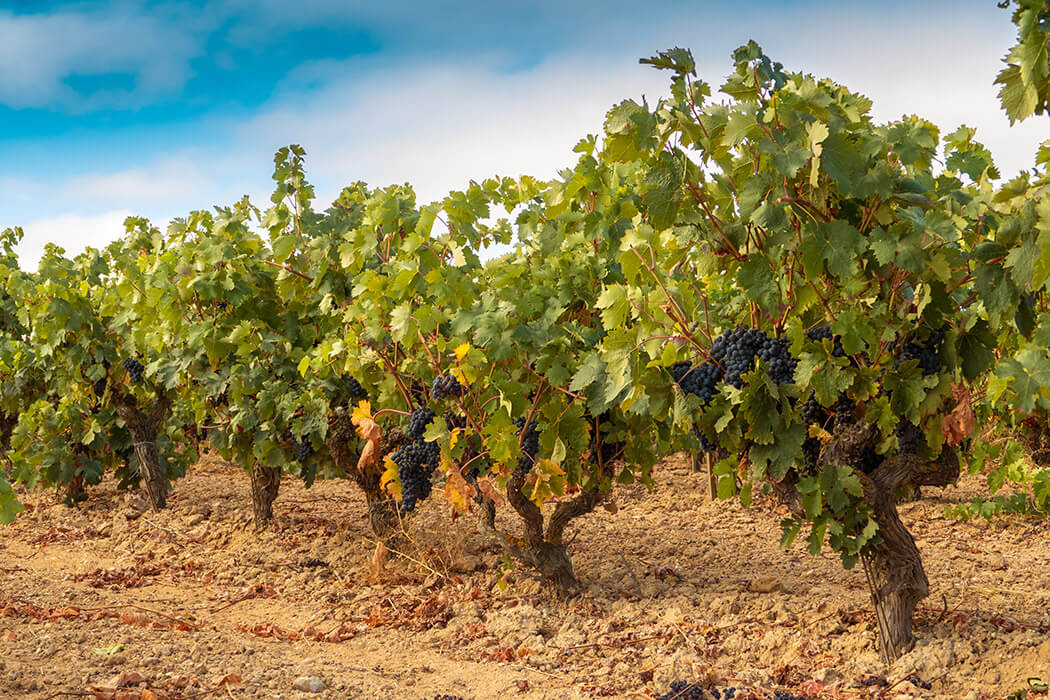 Viñedo Ribera del Duero