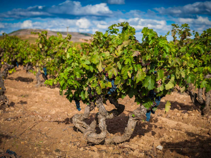 Ribera del Duero cierra una cosecha histórica de 96 millones de kilos, con vinos blancos por primera vez
