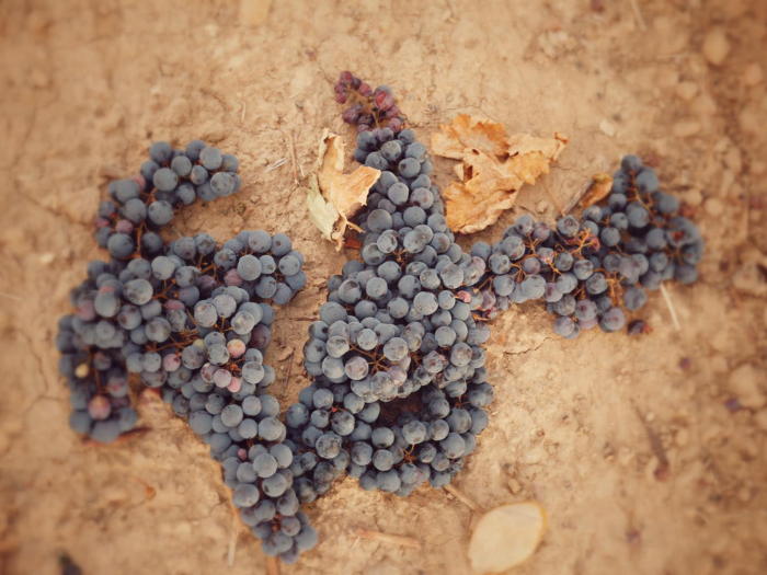Ribera del Duero finaliza una vendimia compleja e histórica con más de ciento veintitrés millones de kilos de uva