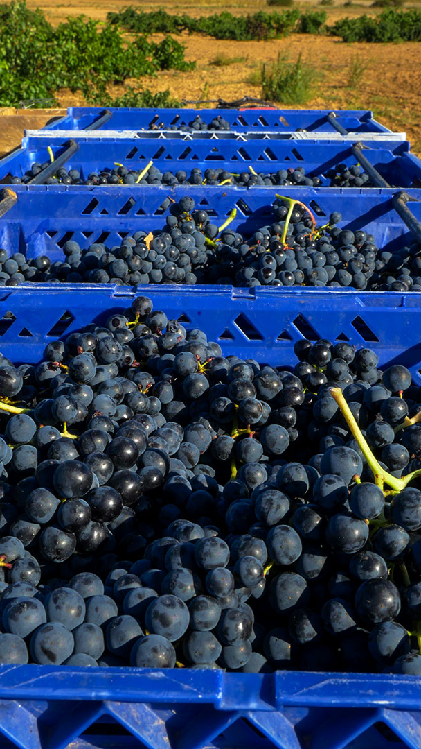 Cajas de vendimia con uvas
