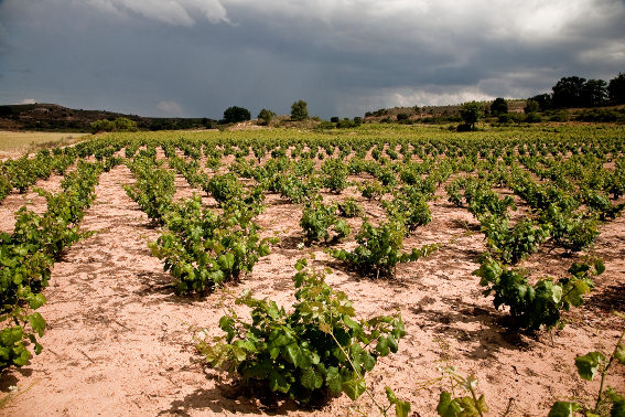 BODEGAS DOMINIO DE ATAUTA