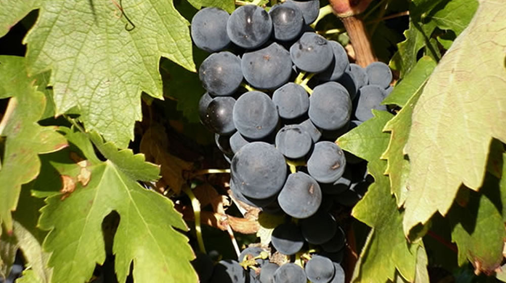 Bodegas DE BLAS SERRANO