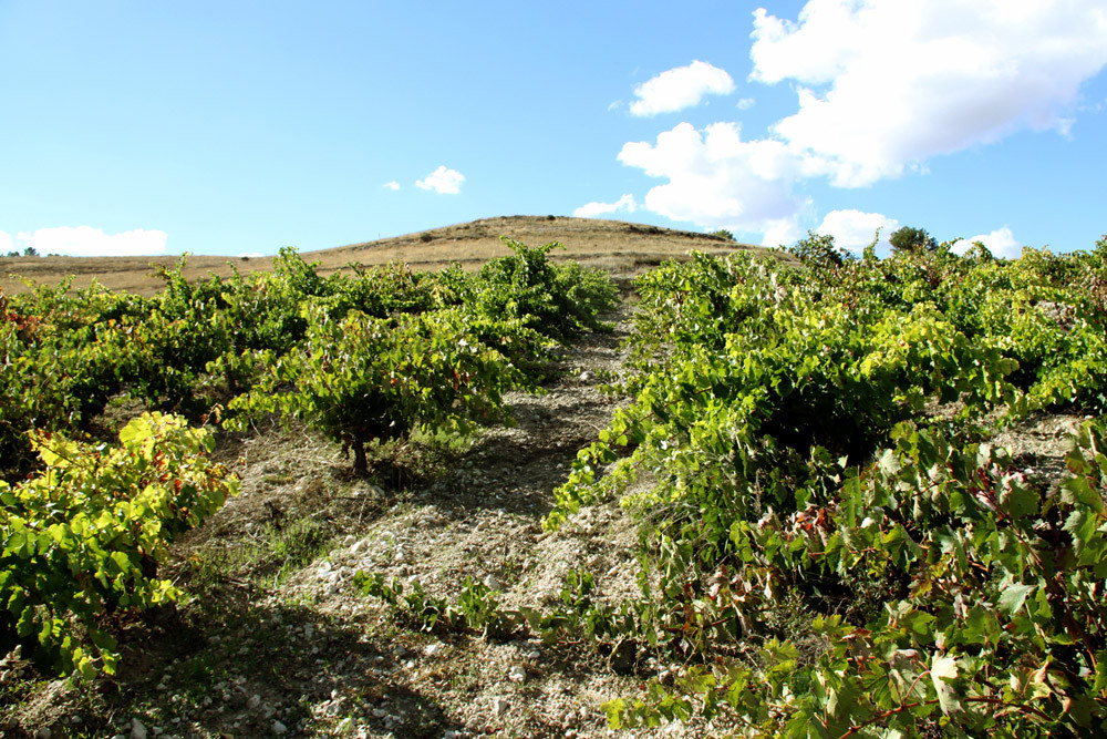 dr_-_vineyard_-_spring_2_-_l.jpg BODEGAS BAJO DURATÓN