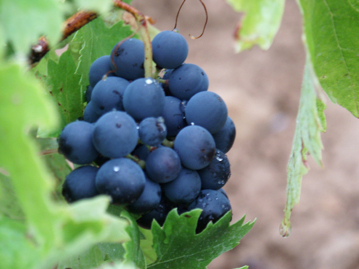 dr_-_vineyard_-_tempranillo_grape_-_l.jpg BODEGAS BAJO DURATÓN