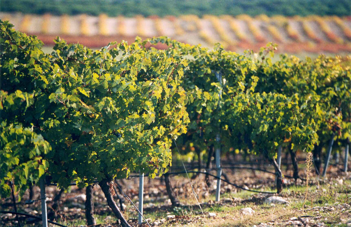 Viñedo Bodegas Viña Mayor, D.O. Ribera del Duero