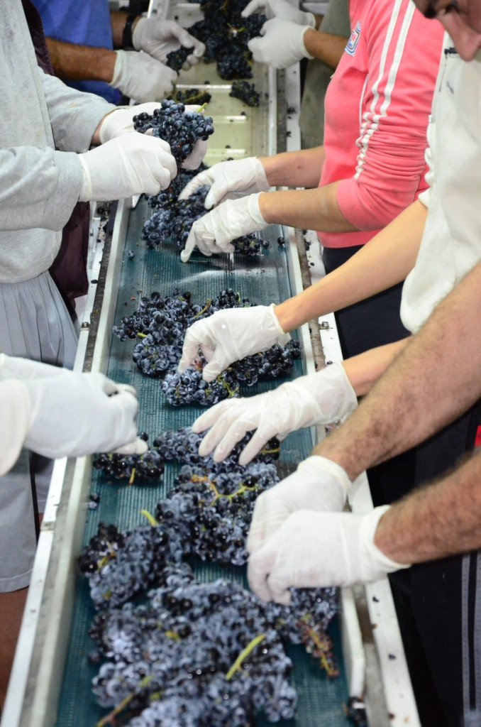 milenico-do_ribera_del_duero-_seleccion-670-photo-dsc3314.jpg BODEGA MILENICO