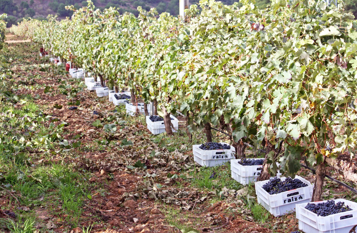 BODEGAS RAIZ Y QUESOS PARAMO DE GUZMAN