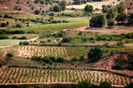 BODEGAS DOMINIO DE ATAUTA