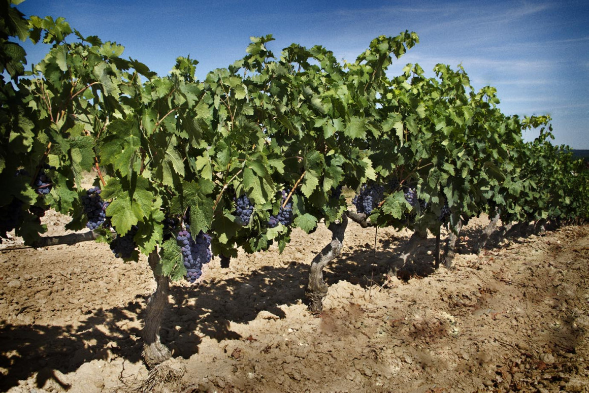 vinedos_06.jpg BODEGA SAN ROQUE