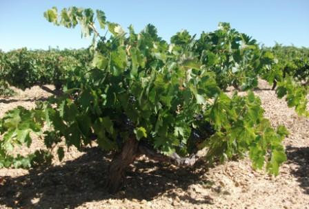 Bodegas VIÑA MAMBRILLA