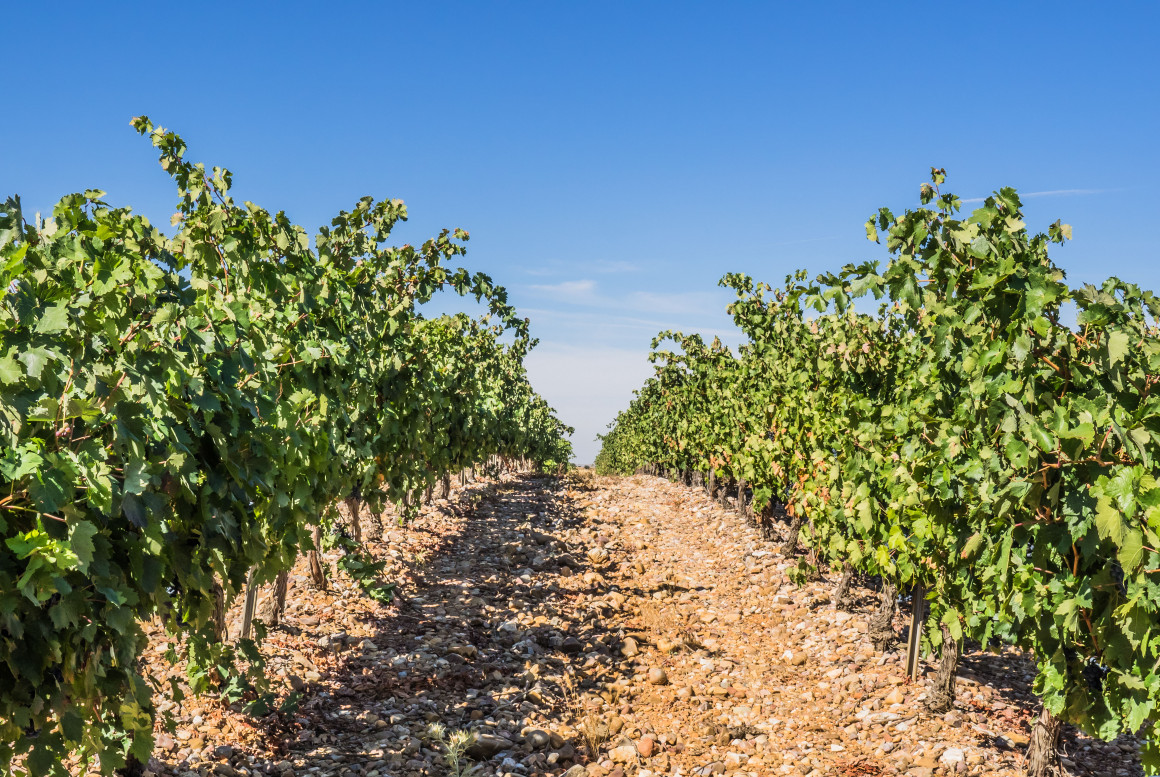 Viñedos.jpg